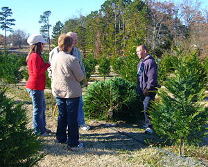 Choose and cut a fresh Christmas tree at a reasonable price, Reasonable Prices for Fresh Christmas Trees at Motley's Christmas Tree Farm, Little Rock Arkansas