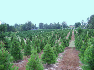 Field of Christmas Trees at Motley's Christmas Tree Farm, Little Rock, Arkansas